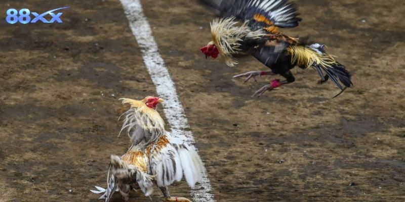 Bí quyết giúp người mới nhanh chóng hòa nhập không khí trường gà