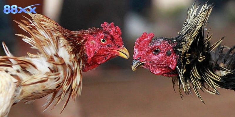 Hiểu rõ quy định trước khi theo dõi để tăng trải nghiệm trận đấu