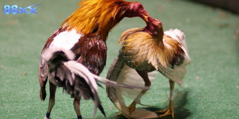 Vài mẹo nhỏ giúp xem trận gà thú vị và dễ hiểu hơn